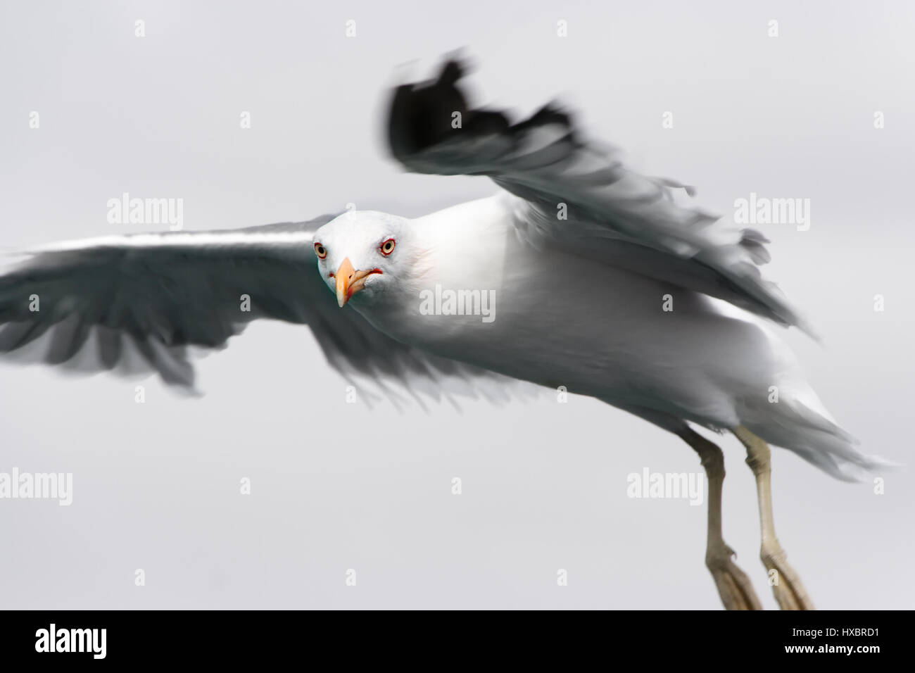 Mouette à la recherche d'une proie. Image horizontale. Banque D'Images