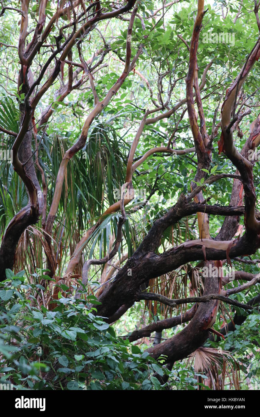 Forêt tropicale Banque D'Images Forêt tropicale Banque D'Images