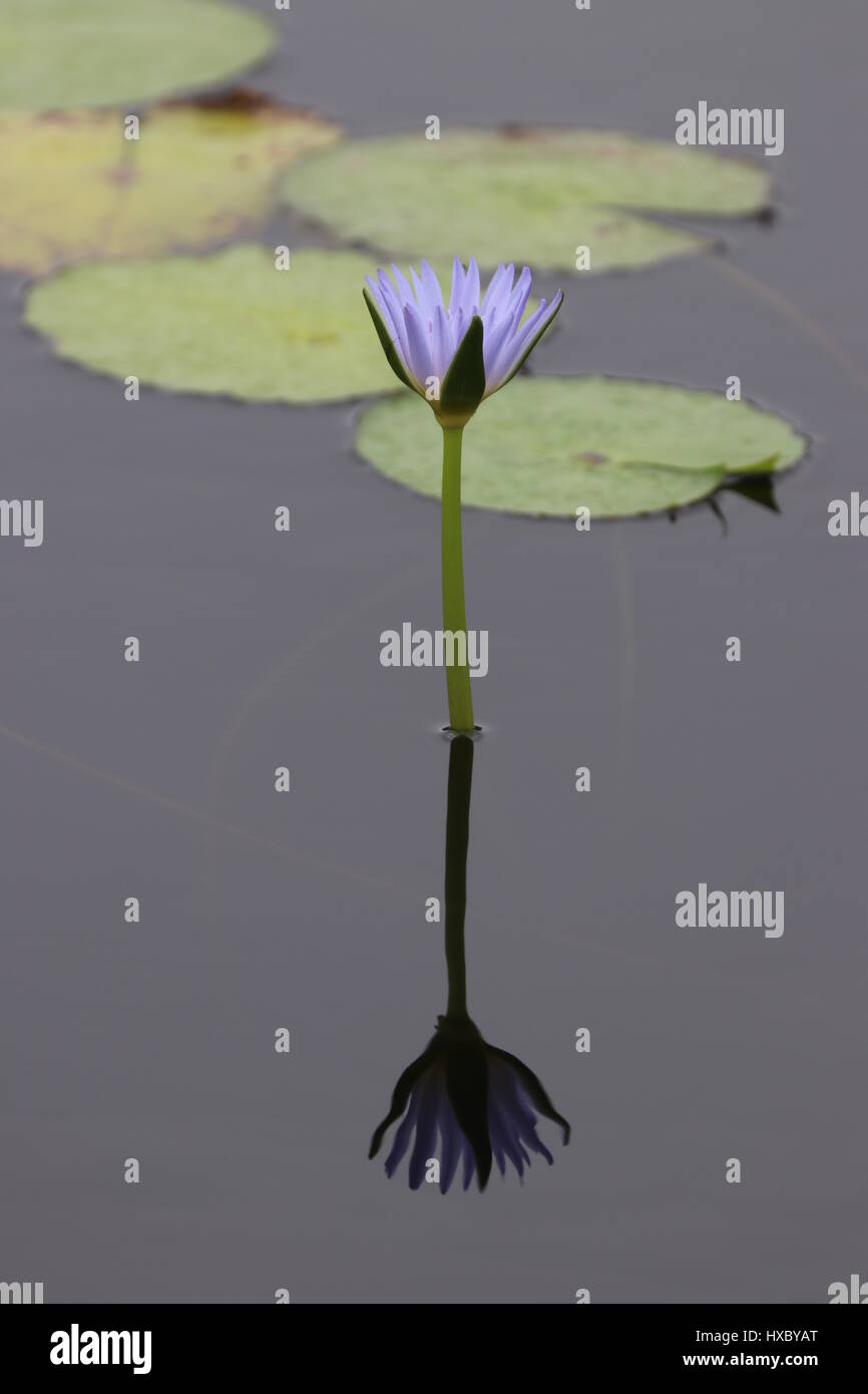 Thé De Lotus Bleu égyptien Bio 35g - Fleurs Séchées 100% Naturelles - Sri Lanka