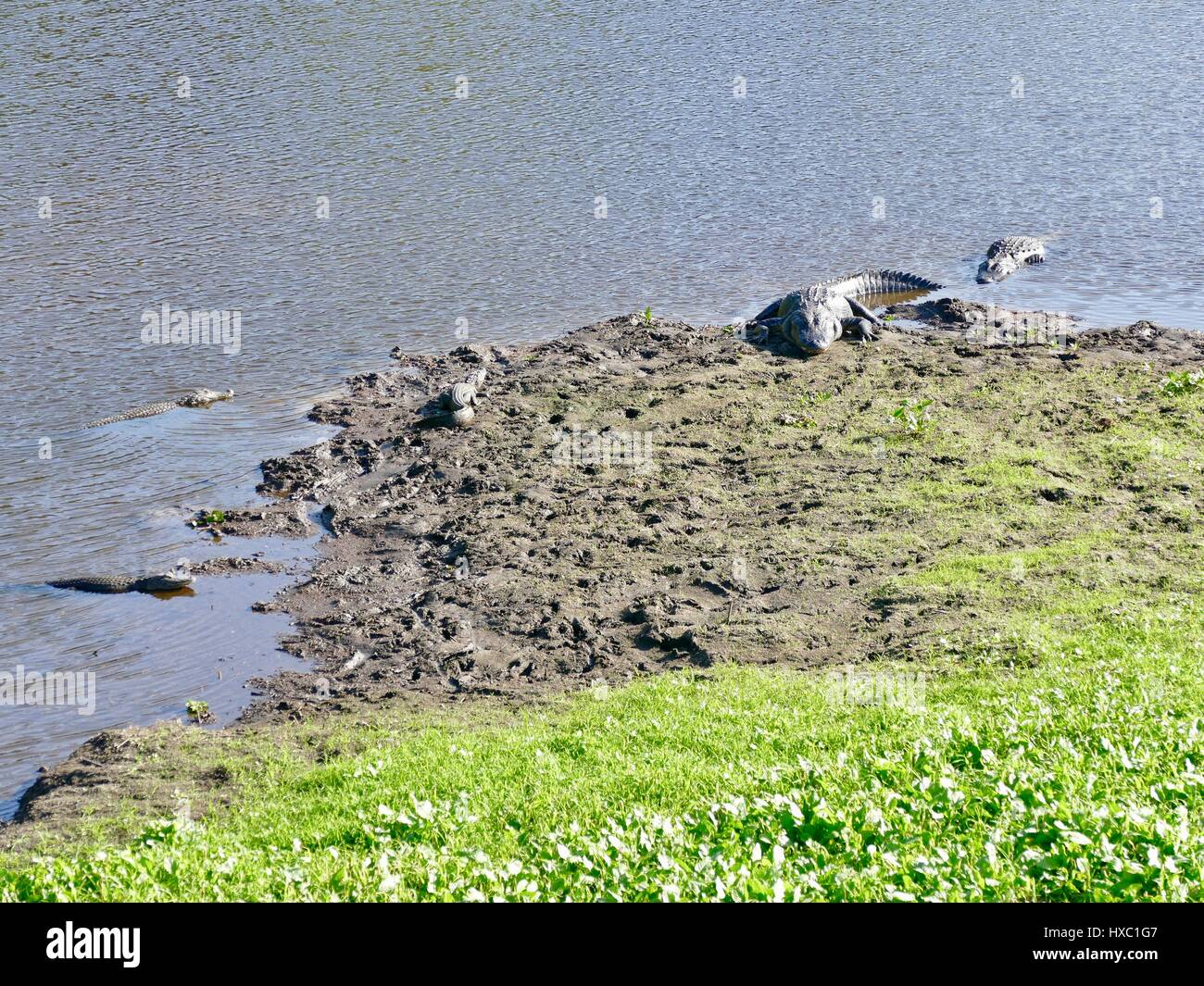 Les alligators américains de différentes tailles en appui sur les rives du lac Alachua dans le parc d'état de Paynes Prairie Preserve, Gainesville, Floride, USA Banque D'Images