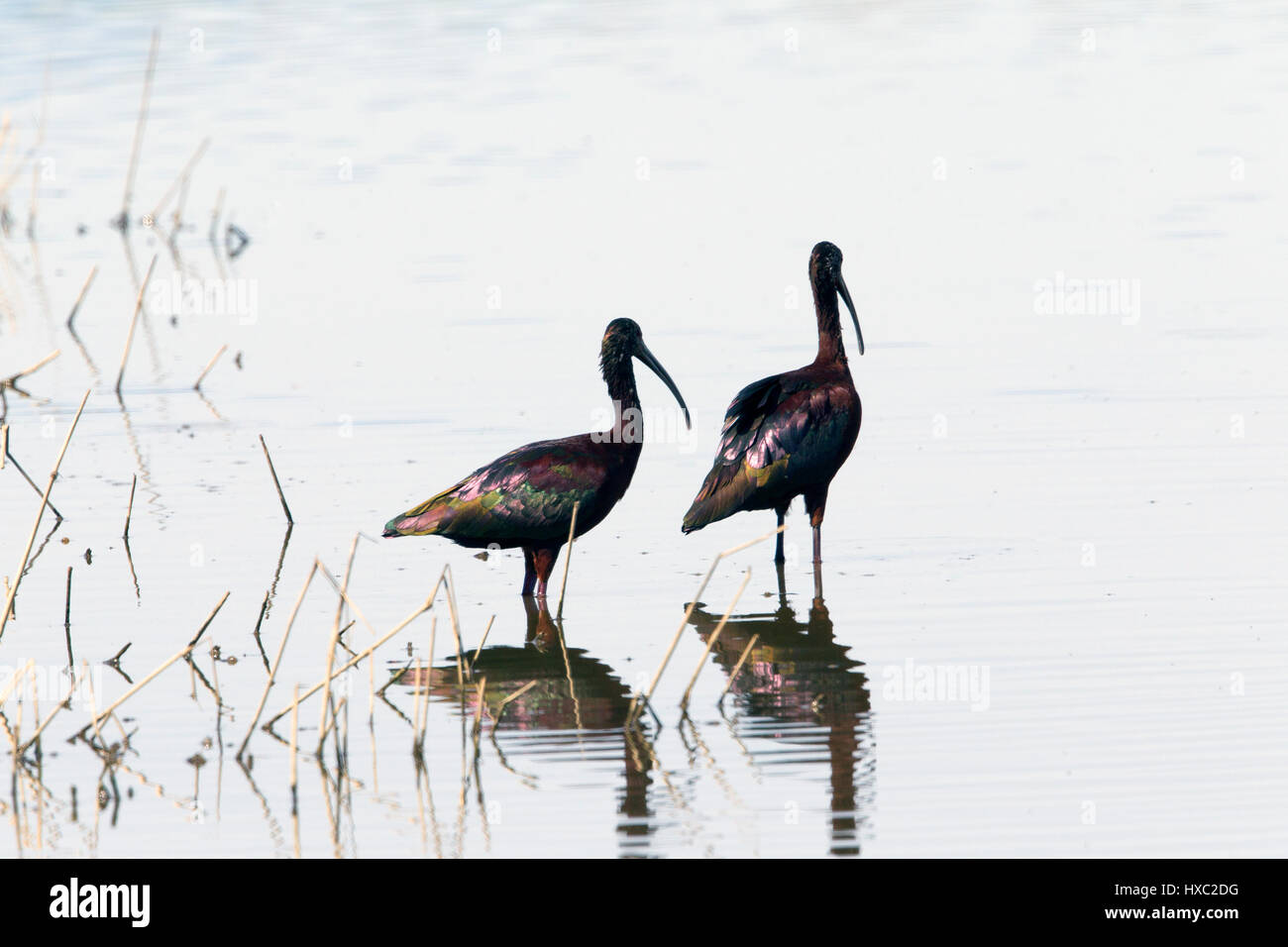 Ibis blanc paire à l'étang Banque D'Images