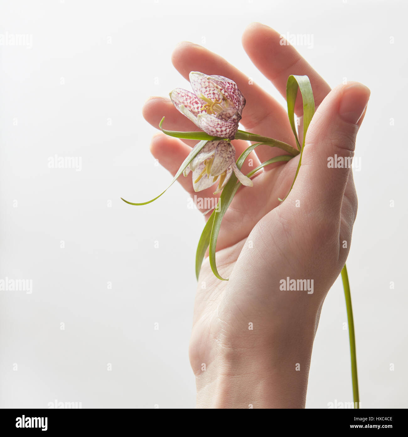Woman's hand holding belle fleur sur fond blanc. Femme tenant des fleurs et le montrer à la caméra en studio. Banque D'Images
