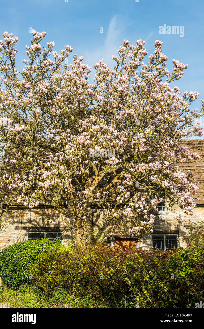 Magnolia dans un jardin plein de fleurs de printemps à Banque D'Images