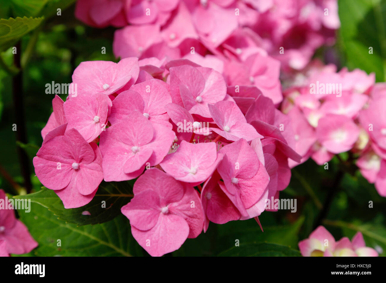 Les fleurs roses, l'hydrangea (Hortensia), jardin botanique, Tubingen, Bade-Wurtemberg, Allemagne Banque D'Images