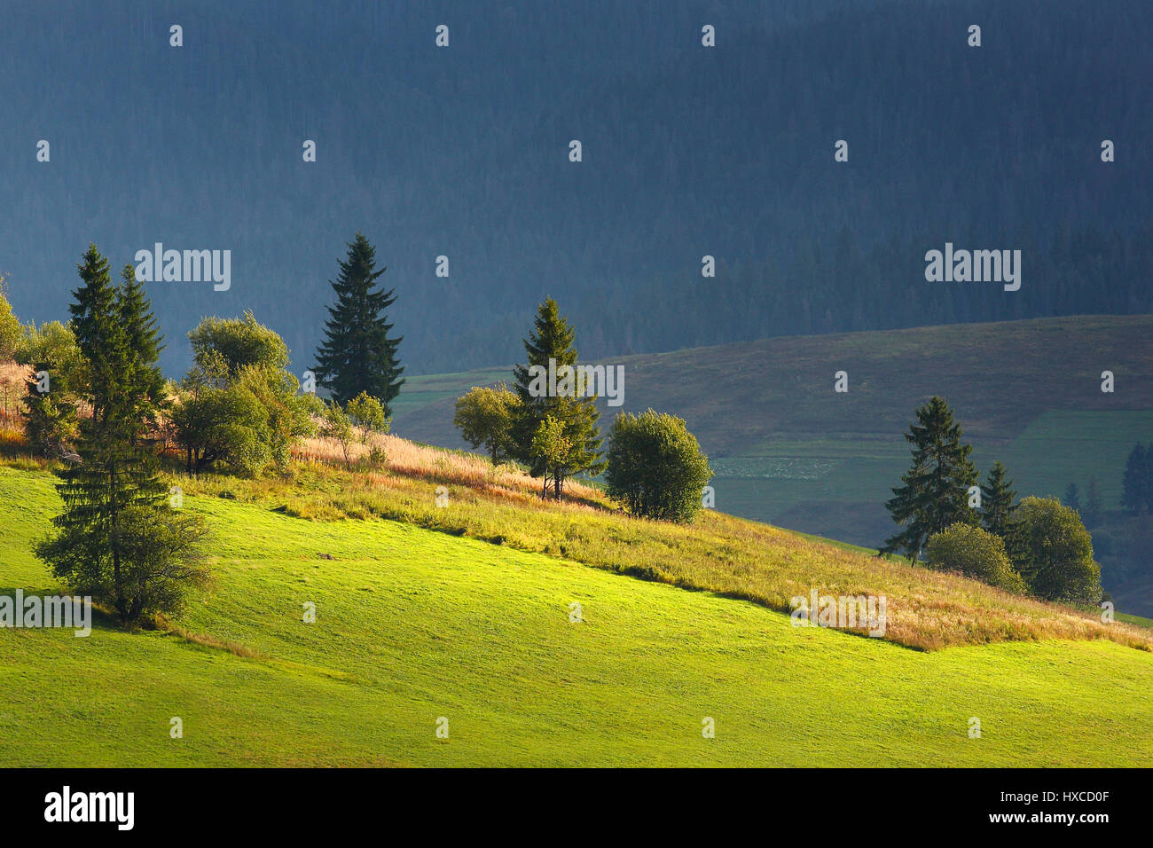 Green Mountain hills en plein soleil. L'herbe verte et les arbres de Noël sur les collines de la montagne. Arrière-plan de Green Mountain. Journée ensoleillée en toile de fond. Banque D'Images