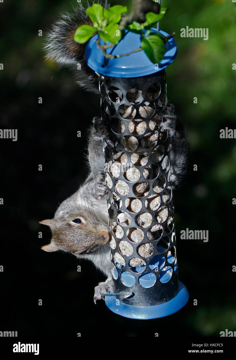 L'Écureuil gris (Sciurus carolinensis) sur Mangeoire Banque D'Images