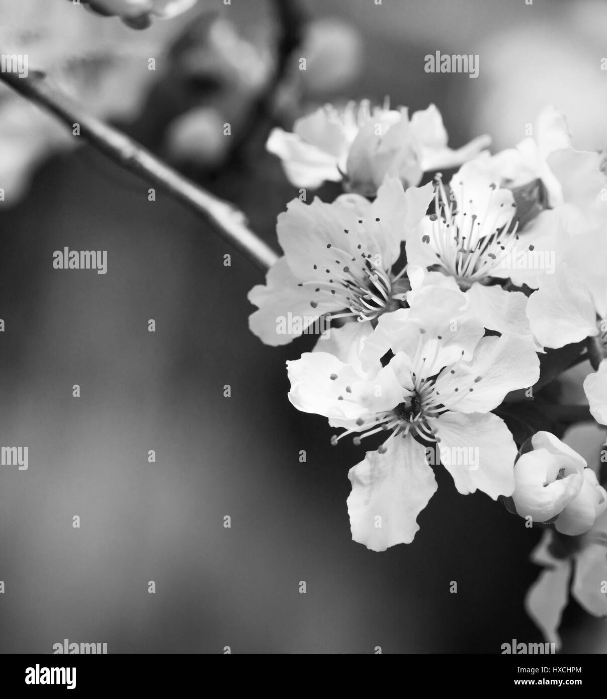 La direction générale de l'abricotier avec fleurs blanches au début du printemps, avec copie espace, blanc et noir Banque D'Images