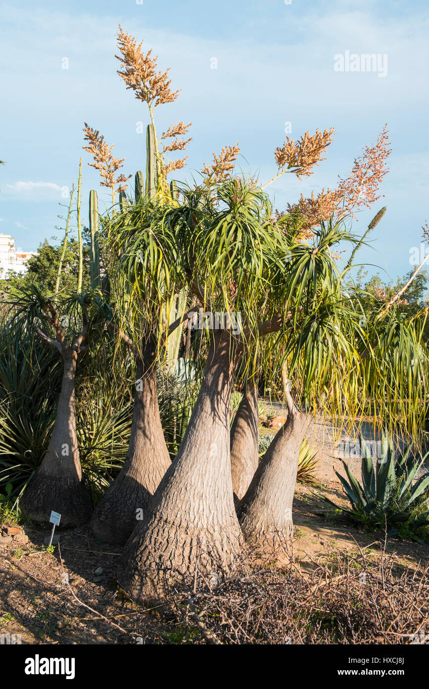 Beucarnea Recurvata (éléphants pied) Banque D'Images