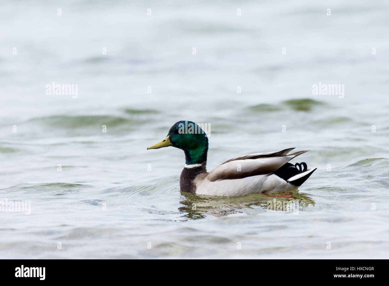 Un homme (drake) Canard colvert (Anas platyrhynchos) natation. Banque D'Images