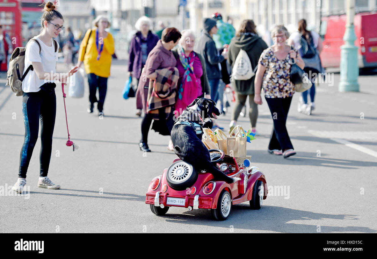 Brighton, UK. Mar 27, 2017. Loki le chien conduit sa voiture sur le front de mer de Brighton cet après-midi sur une autre belle journée ensoleillée au Royaume-Uni . Loki était en tournage pour un show de TVI qui seront diffusées plus tard cet été Crédit : Simon Dack/Alamy Live News Banque D'Images