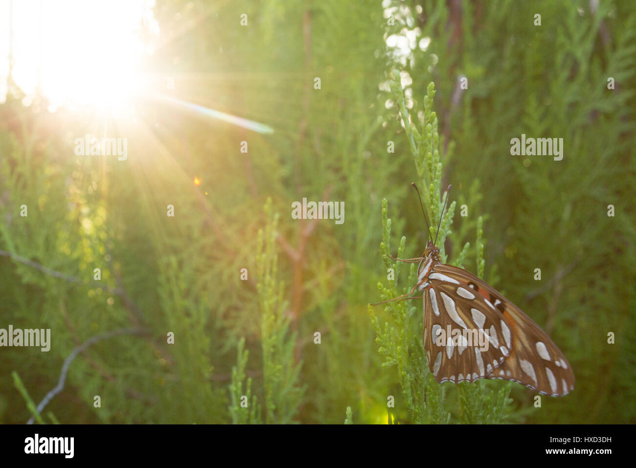 Asuncion, Paraguay. 27 mars 2017. Un fritillaire du Golfe ou papillon de la passion (Agraulis vanillae) perché sur une feuille de thuya ou Arborvitae oriental (Thuja orientalis) est vu pendant la journée ensoleillée à Asuncion, Paraguay. Crédit : Andre M. Chang/Alamy Live News Banque D'Images