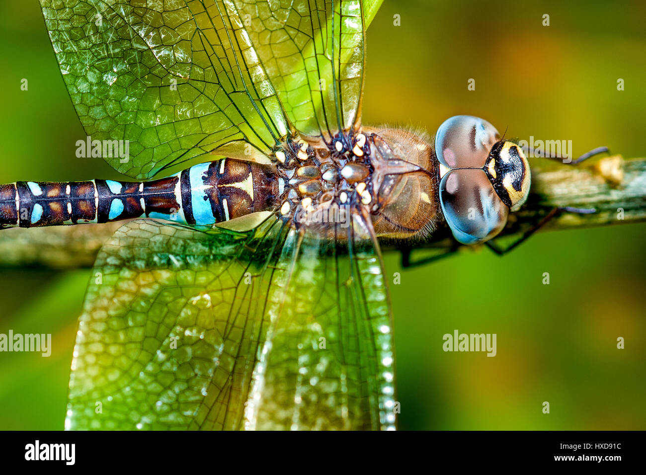 œil libellule Banque de photographies et d'images à haute résolution - Alamy