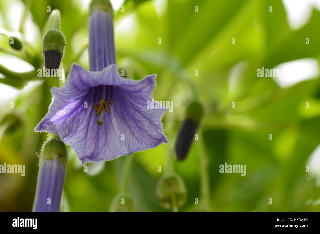 Purple fleurs bell sur fond vert. Banque D'Images