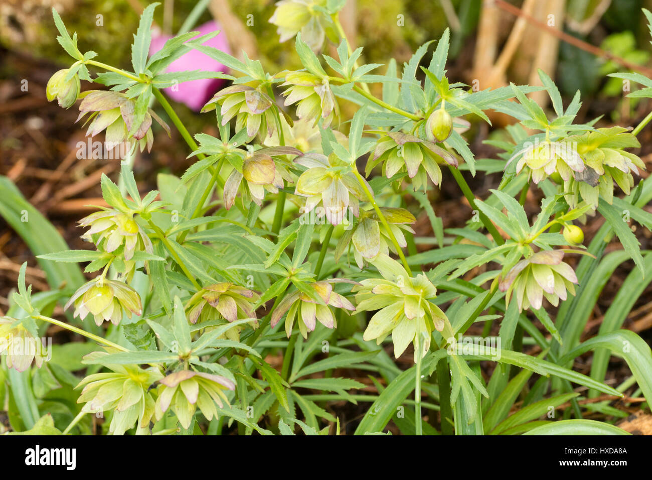 Fleur double lenten rose Helleborus torquatus 'Enée', l'un des plantes reproduction originale derrière des souches de graines hellébores double Banque D'Images