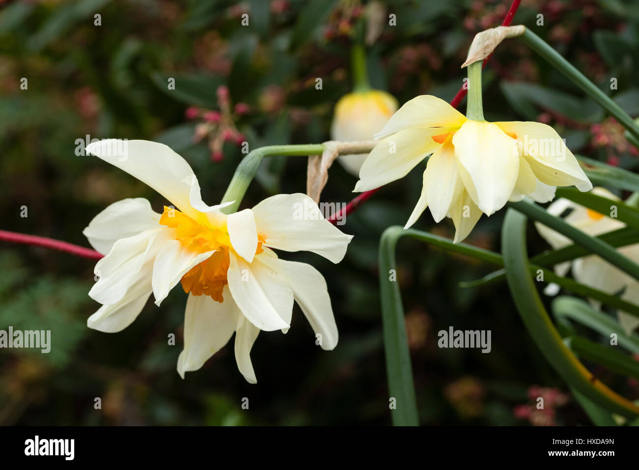 Fleurs de la double semi sprng jonquille, Narcisse en fleurs 'Feu de joie' Banque D'Images