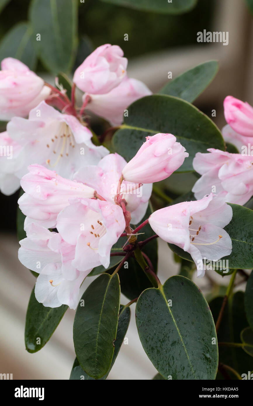 Del;icate fleurs Printemps rose et blanc de l'arbuste rustique, Rhododendron 'Brocade' Banque D'Images