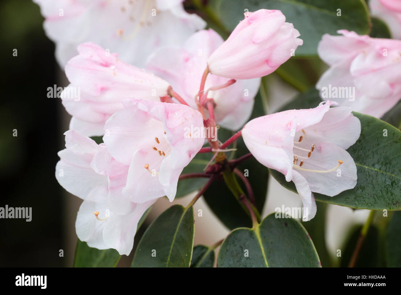 Del;icate fleurs Printemps rose et blanc de l'arbuste rustique, Rhododendron 'Brocade' Banque D'Images