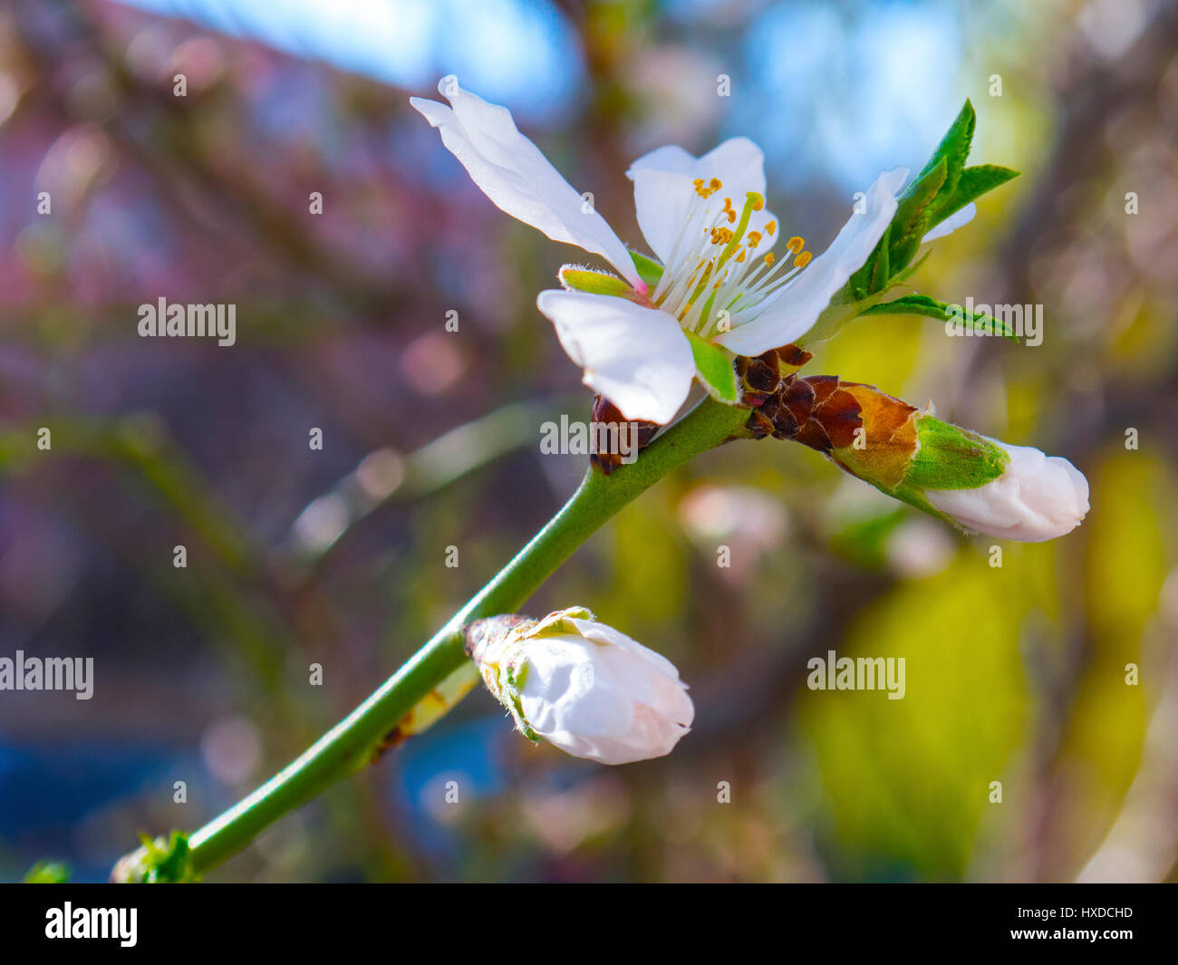 Très belle fleur en fleur de l'arbre fruitier Banque D'Images