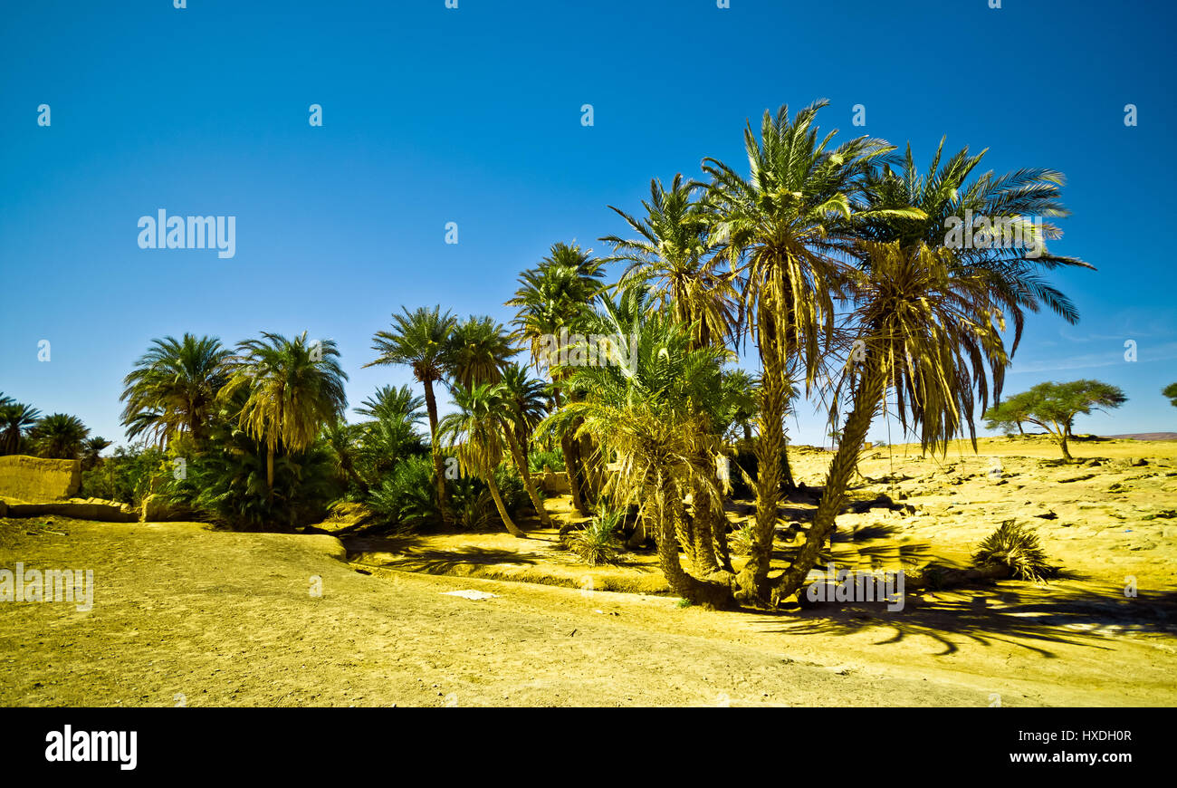 Oasis dans le désert du Sahara au Maroc avec des palmiers Photo Stock Alamy