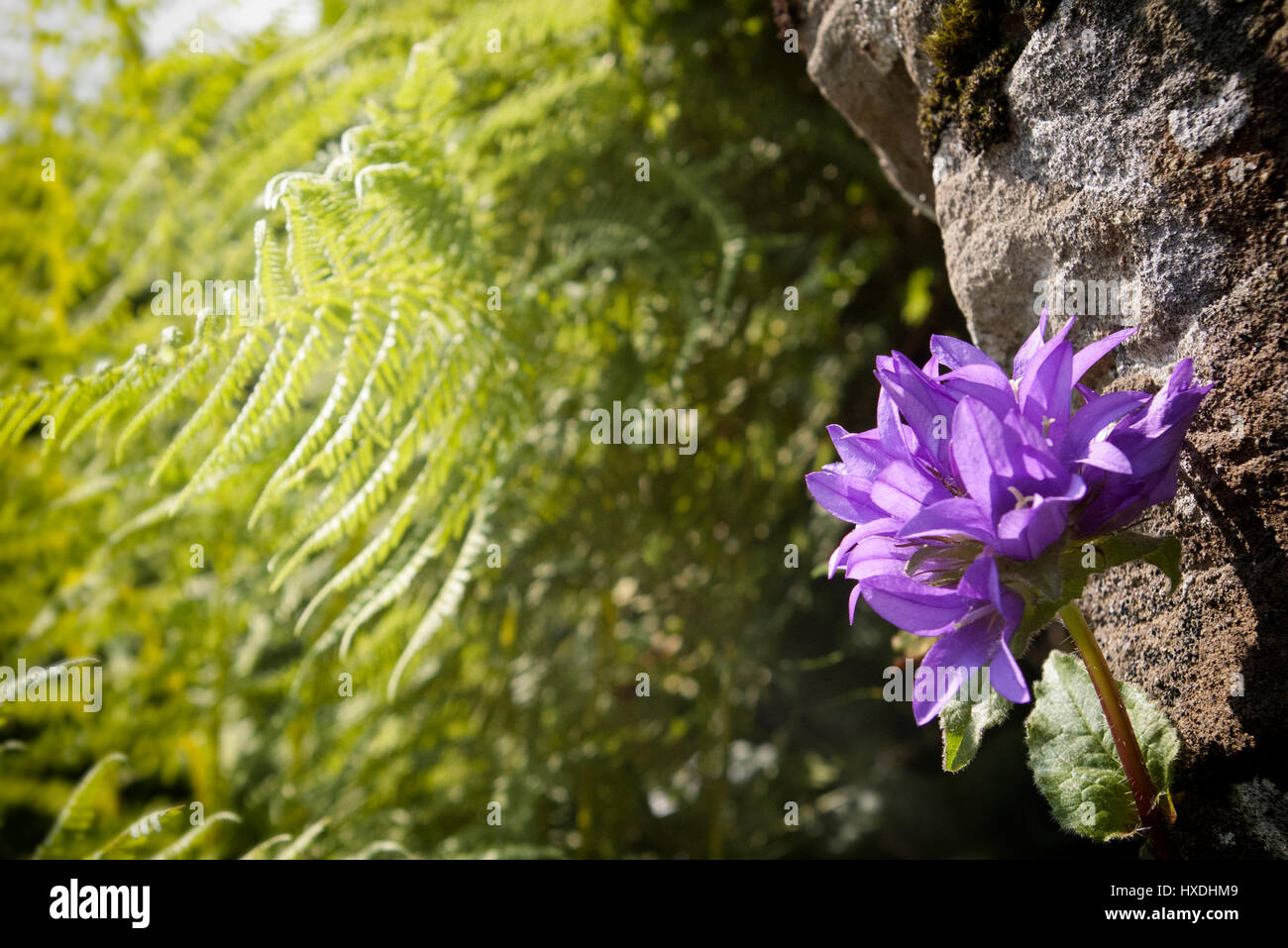 Cloches alpines avec fougères, belle nature des Carpates Banque D'Images