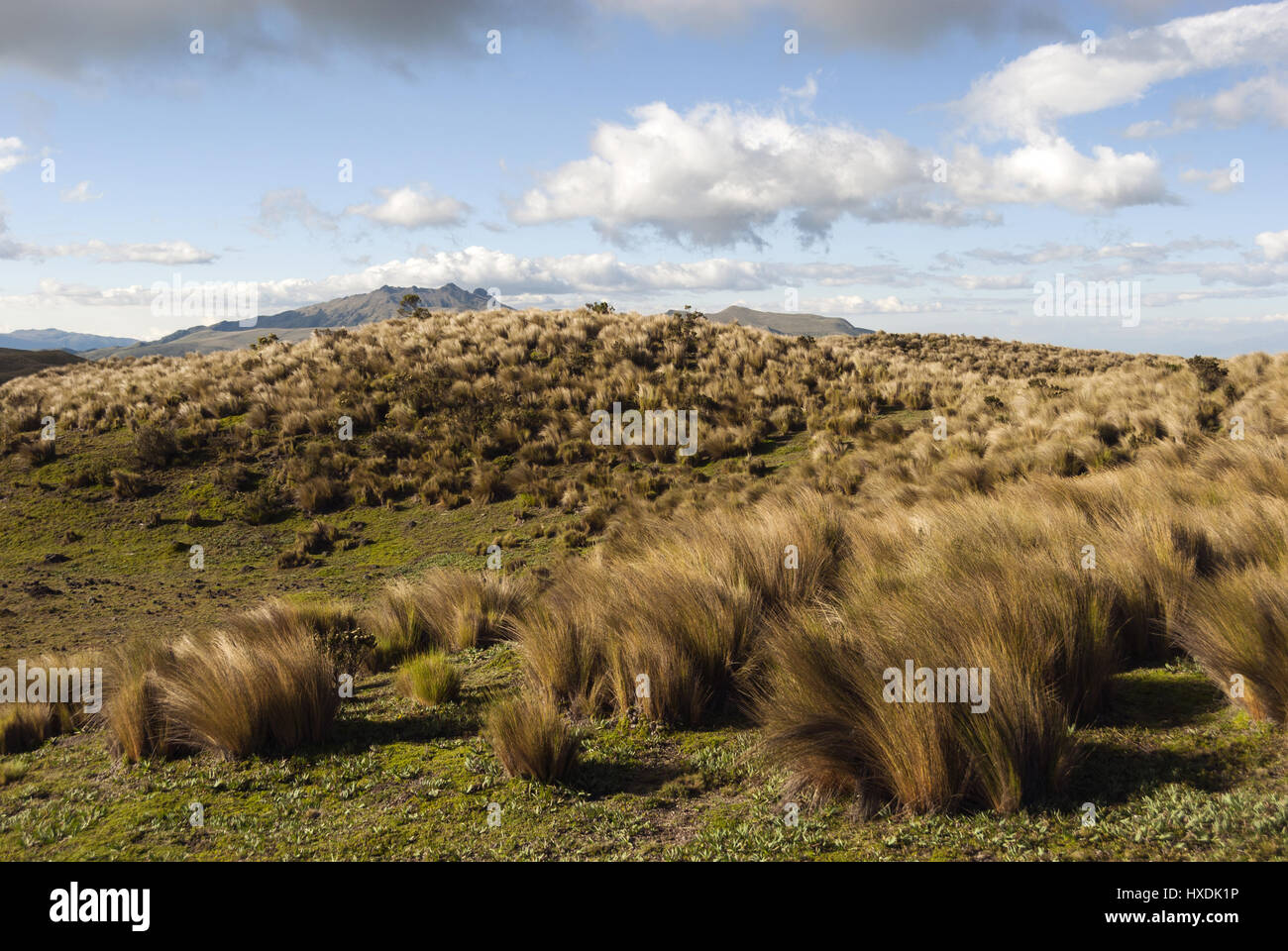 L'Équateur, Elk218-2074 Parc National Cotopaxi, paysage de prairie paramo Banque D'Images