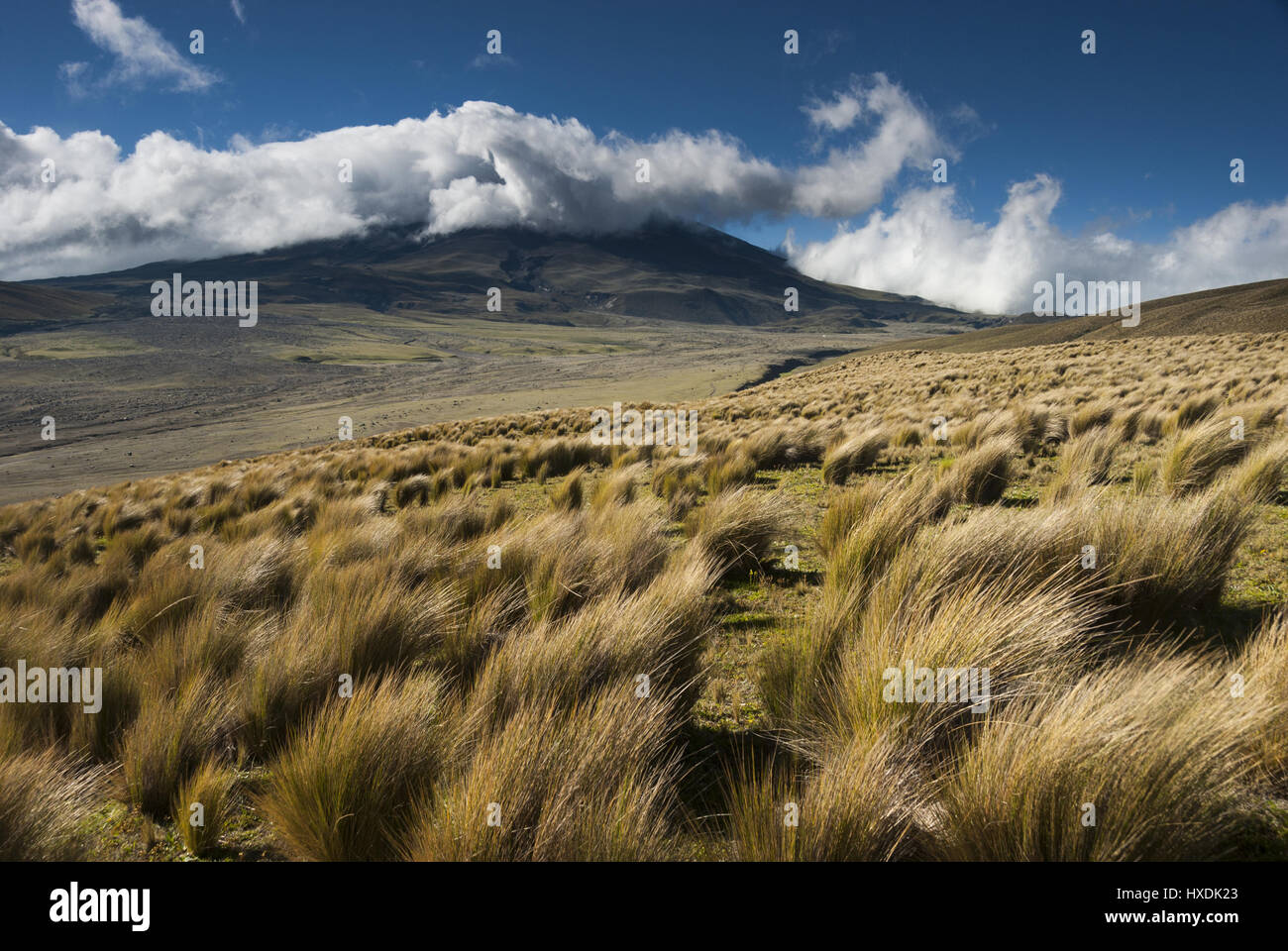 L'Équateur, Elk218-2083 Parc National Cotopaxi, paysage de prairie paramo Banque D'Images