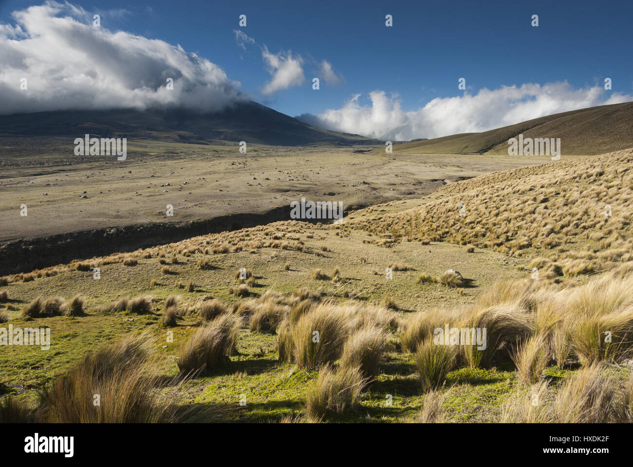 L'Équateur, Elk218-2087 Parc National Cotopaxi, paysage de prairie paramo Banque D'Images