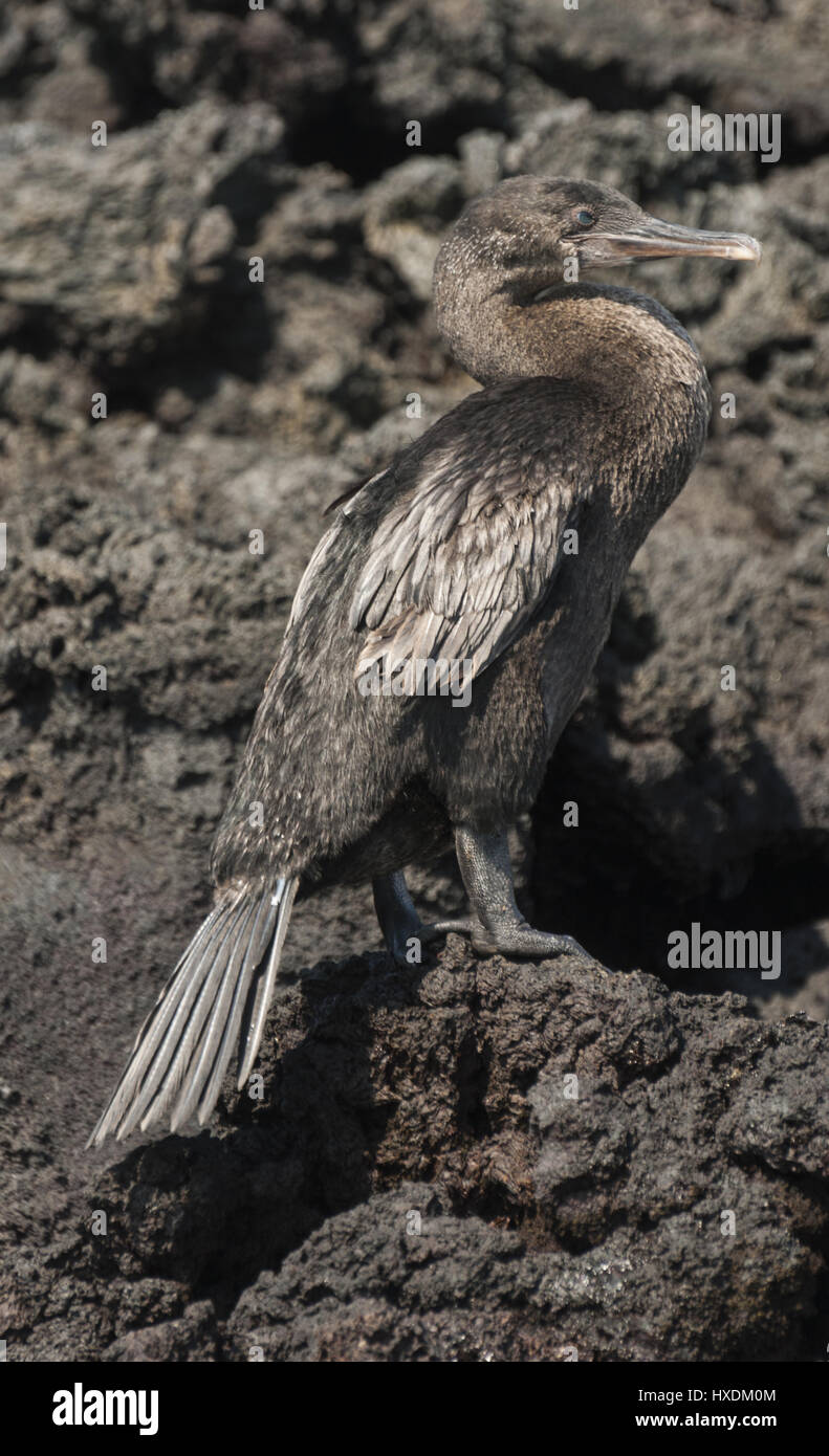 L'Equateur, Galapagos, l'île Isabela, Elizabeth Bay, cormoran Aptère Banque D'Images