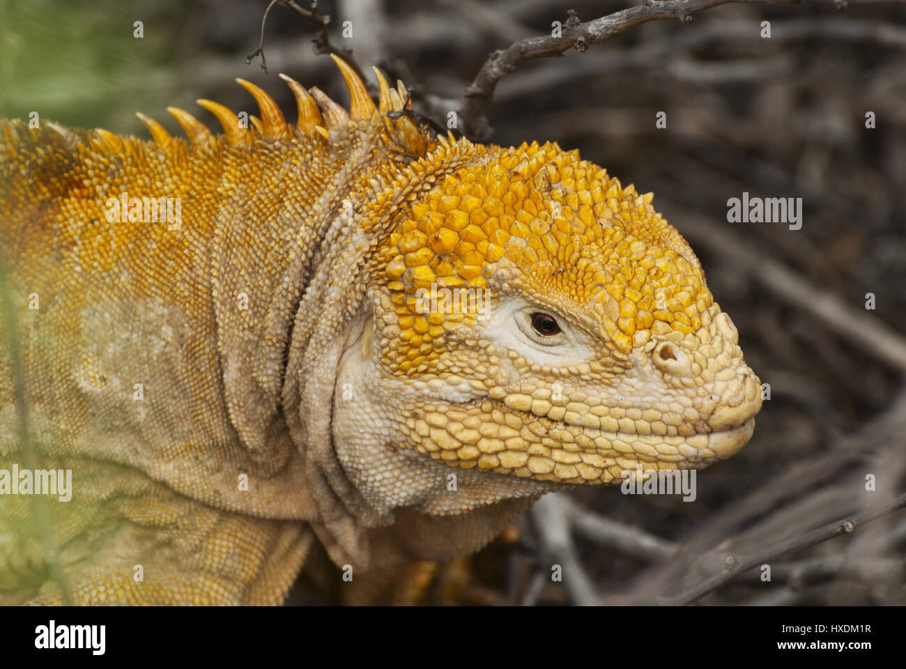 L'Equateur, Galapagos, l'île Isabela Bay, Urbino, tortue géante Banque D'Images