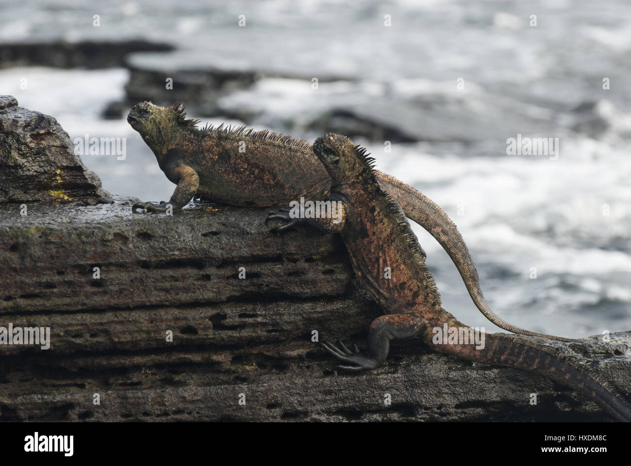 L'Equateur, Galapagos, l'île de Santiago, Puerto Egas, iguanes marins Banque D'Images