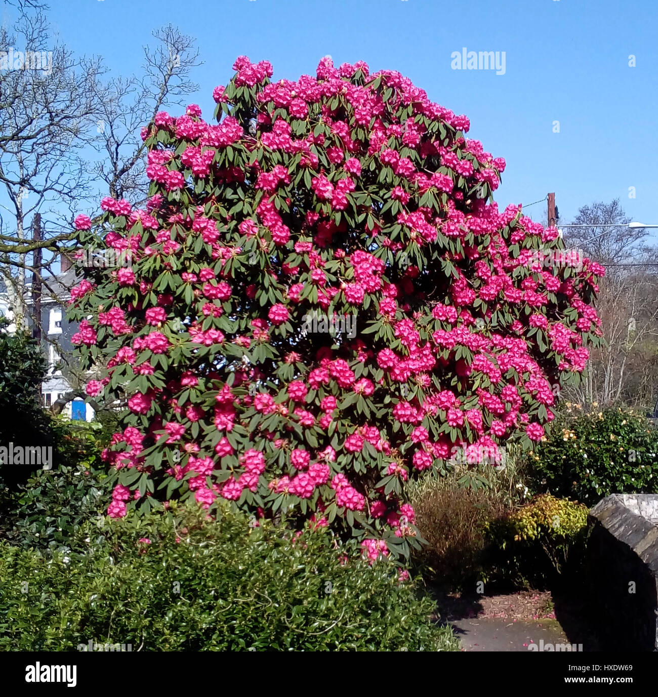 Une grande rose Camellia japonica bush dans la ville de Ivybridge, Devon, Angleterre, Royaume-Uni Banque D'Images