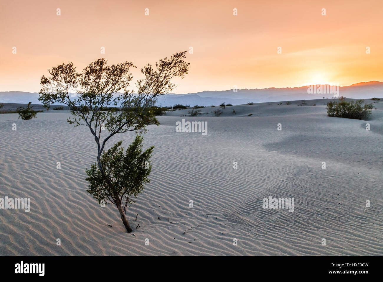 Mesquite Dunes dans la vallée de la mort en Californie au coucher du soleil. Banque D'Images