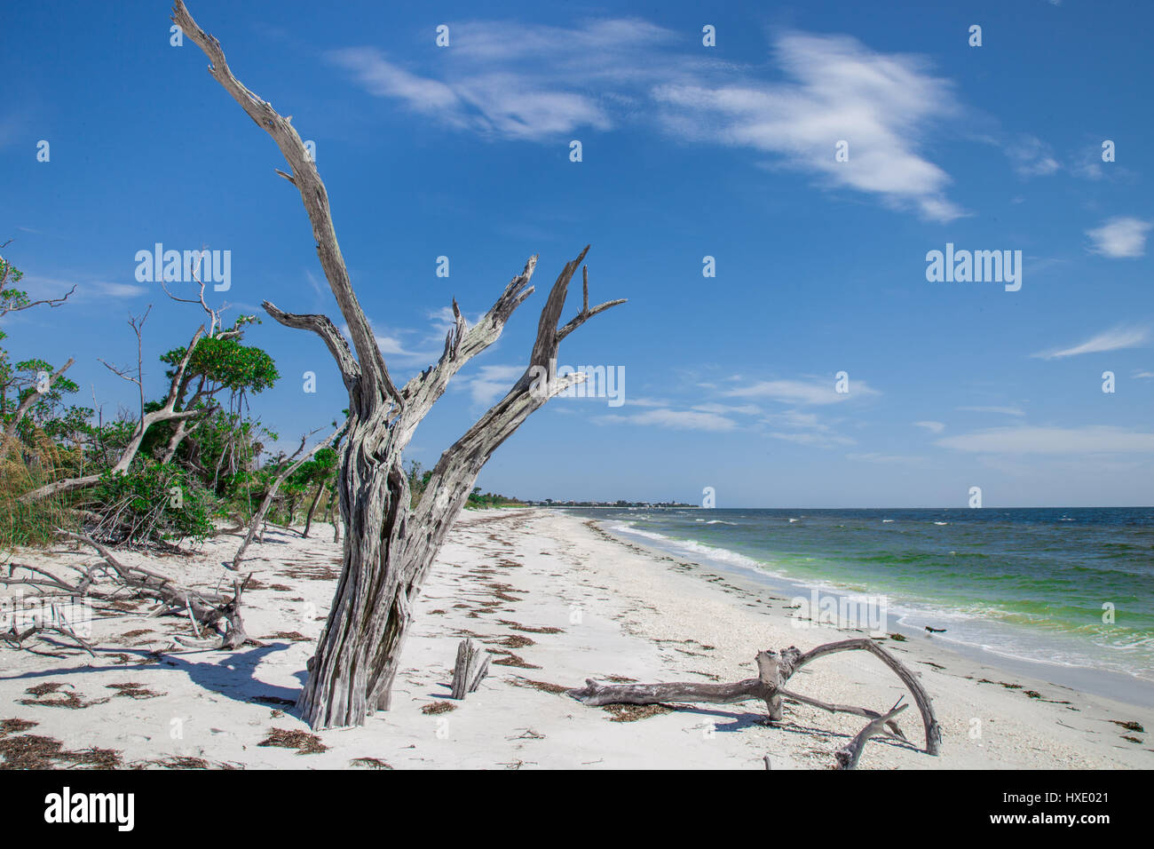 Vestiges d'arbres à l'extrémité sud de la Costa, près de l'île de Captiva, Florida Banque D'Images