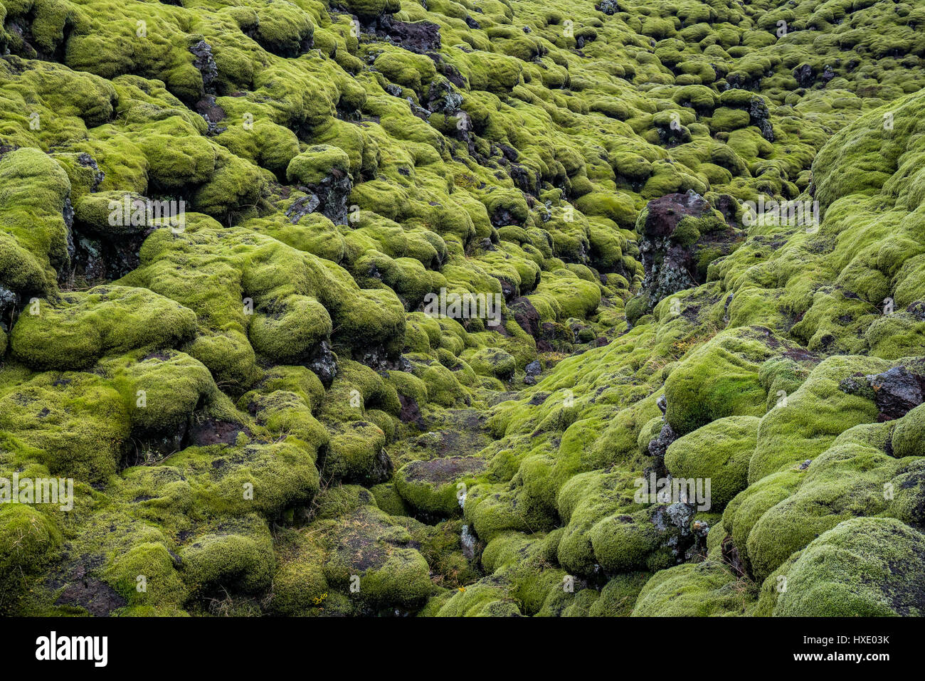 Moss est la première matière organique pour se développer sur le champs de lave d'Islande. Banque D'Images