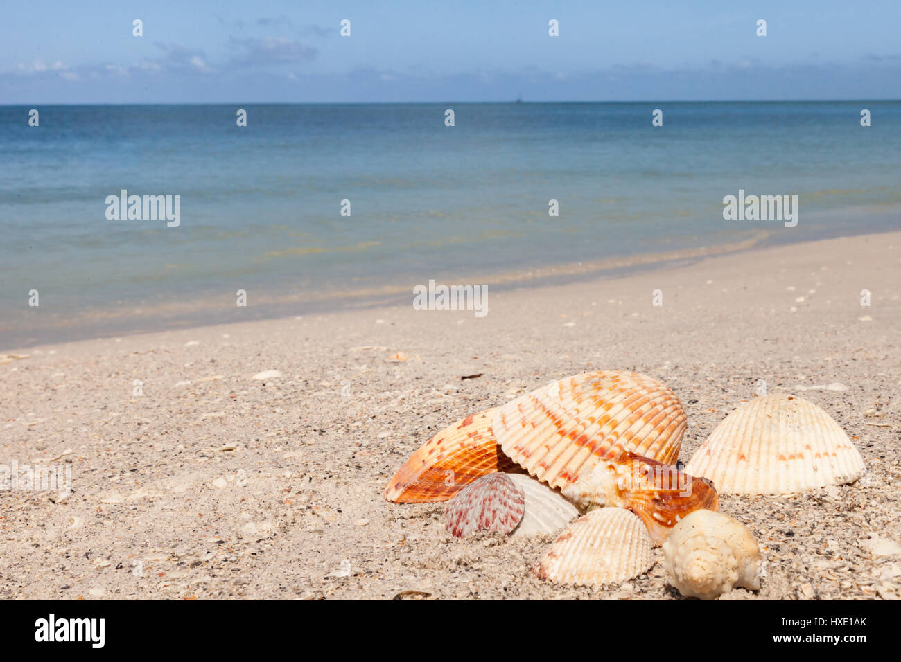 Collection de coquillages sur la plage en Floride Banque D'Images