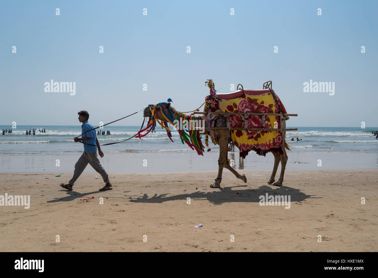 Un chameau dans une mer plage Banque D'Images