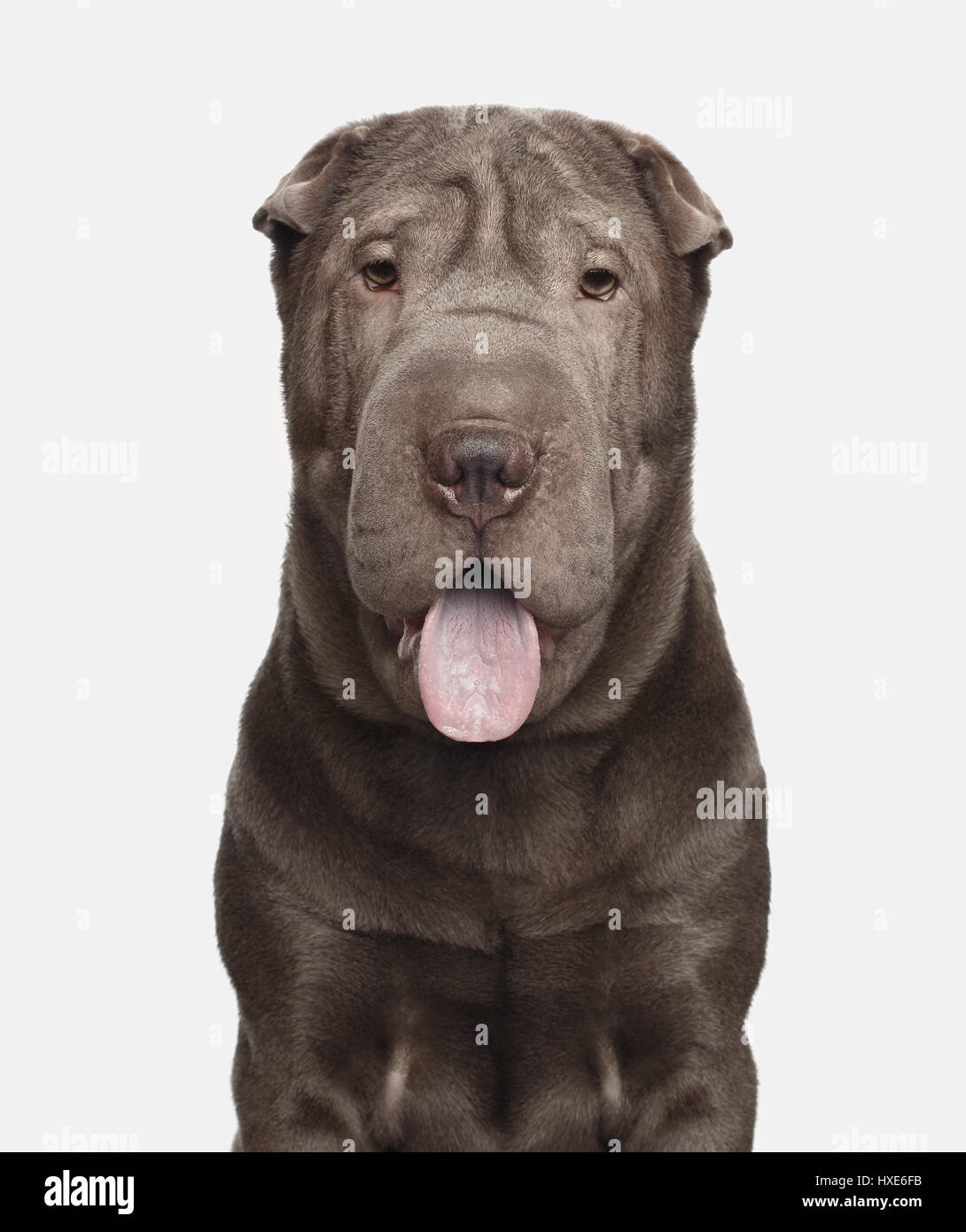 Portrait de chien Shar-pei gris sourire sur fond blanc isolé, vue avant Banque D'Images