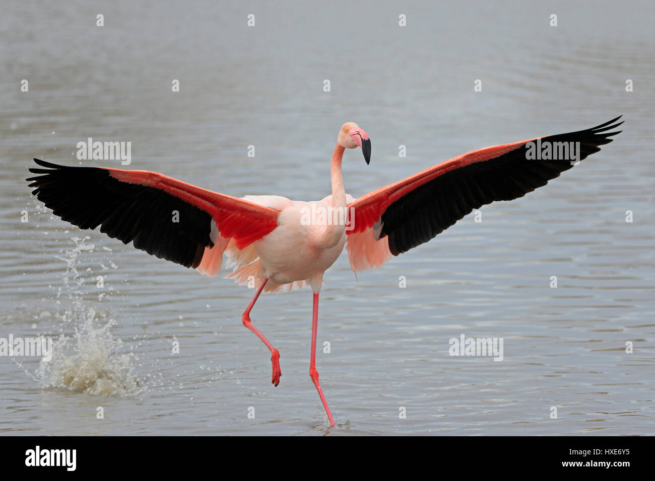 Flamant rose entrée en terre dans la Camargue France Banque D'Images