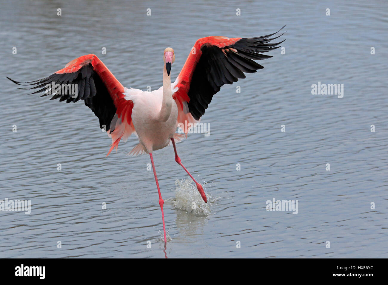 Flamant rose entrée en terre dans la Camargue France Banque D'Images
