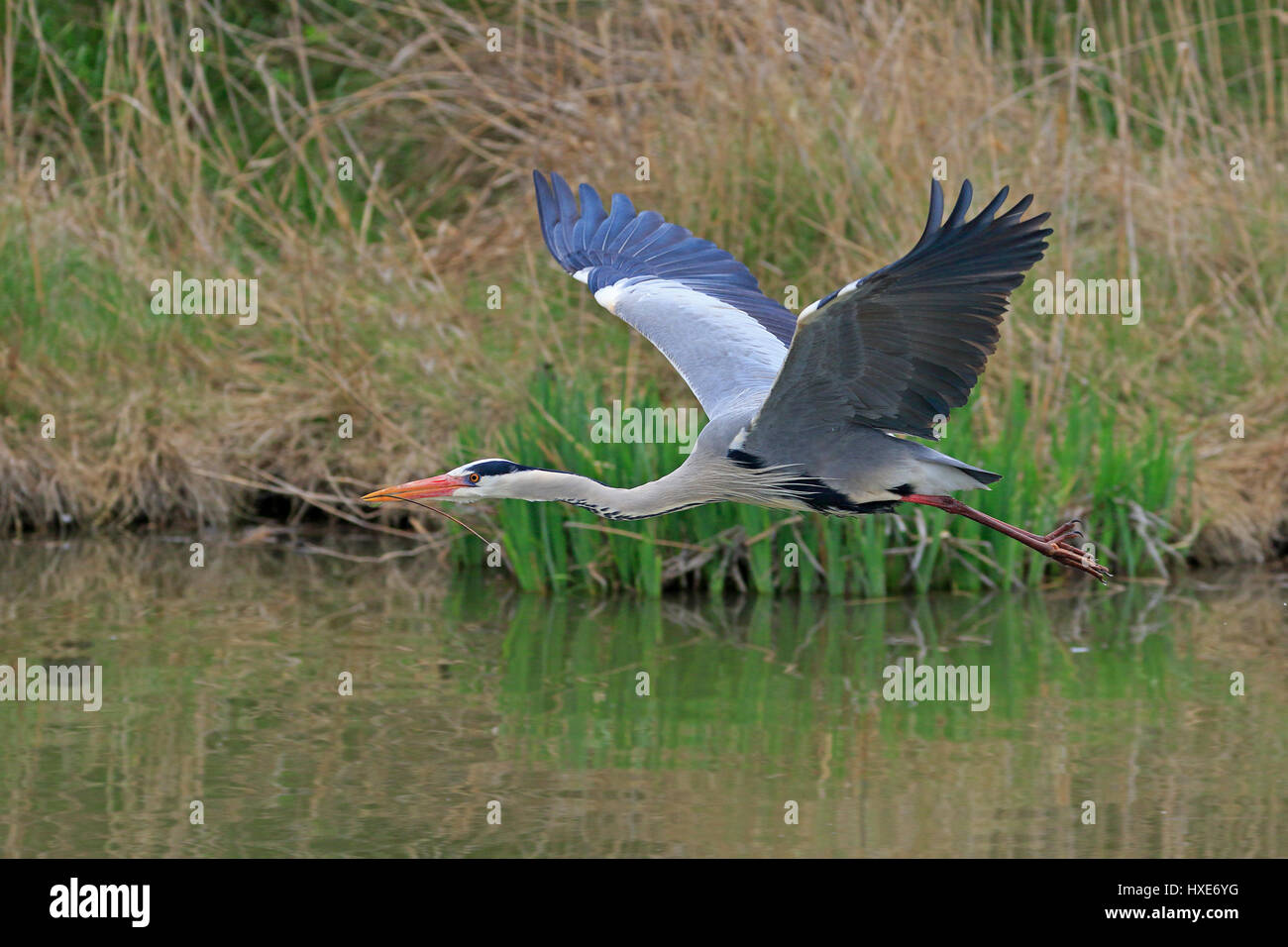 Héron cendré en vol transportant un bâton pris dans la Camargue France Banque D'Images