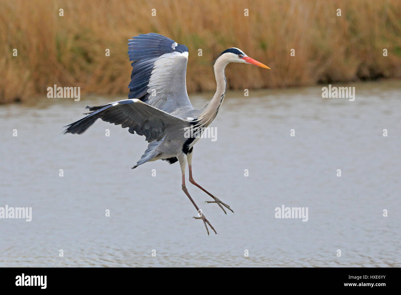 Héron cendré entrée en terre dans la Camargue France Banque D'Images