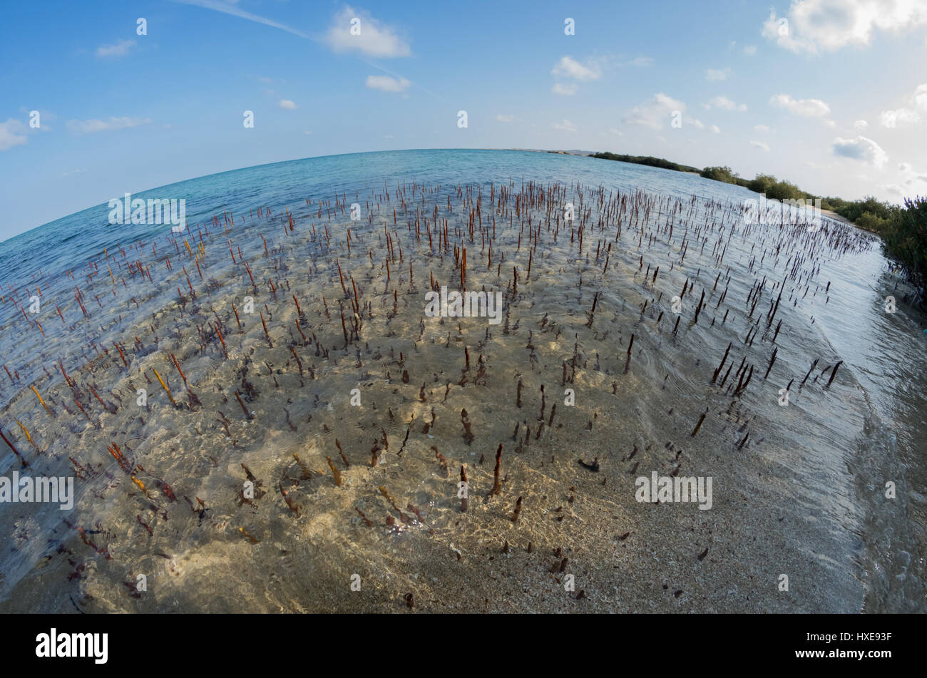 Les mangroves gris à la Mer Rouge près de hamata, Egypte Banque D'Images