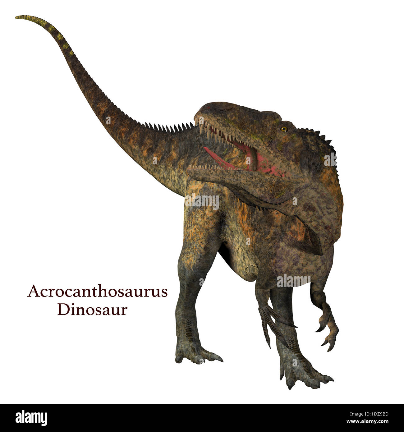Acrocanthosaurus était un dinosaure théropode carnivore qui vivait en Amérique du Nord dans la période du Crétacé. Banque D'Images