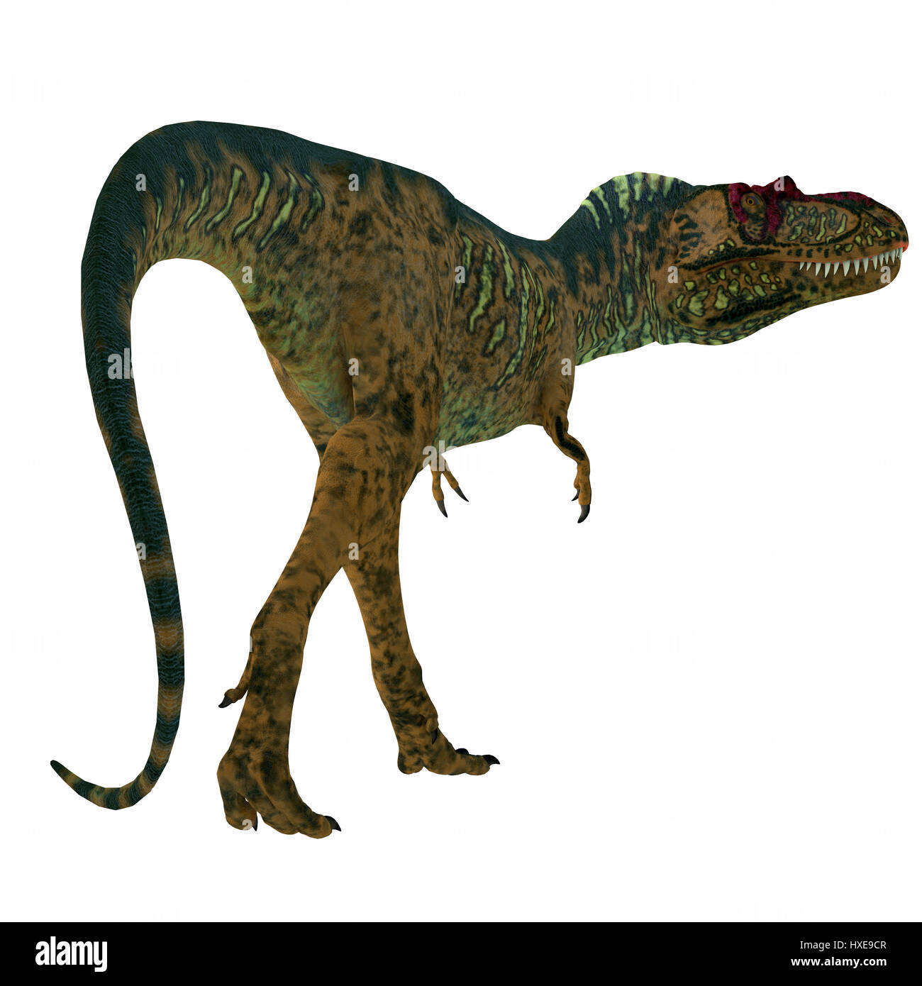 L'Albertosaurus était un dinosaure théropode carnivore qui vivait en Amérique du Nord dans la période du Crétacé. Banque D'Images