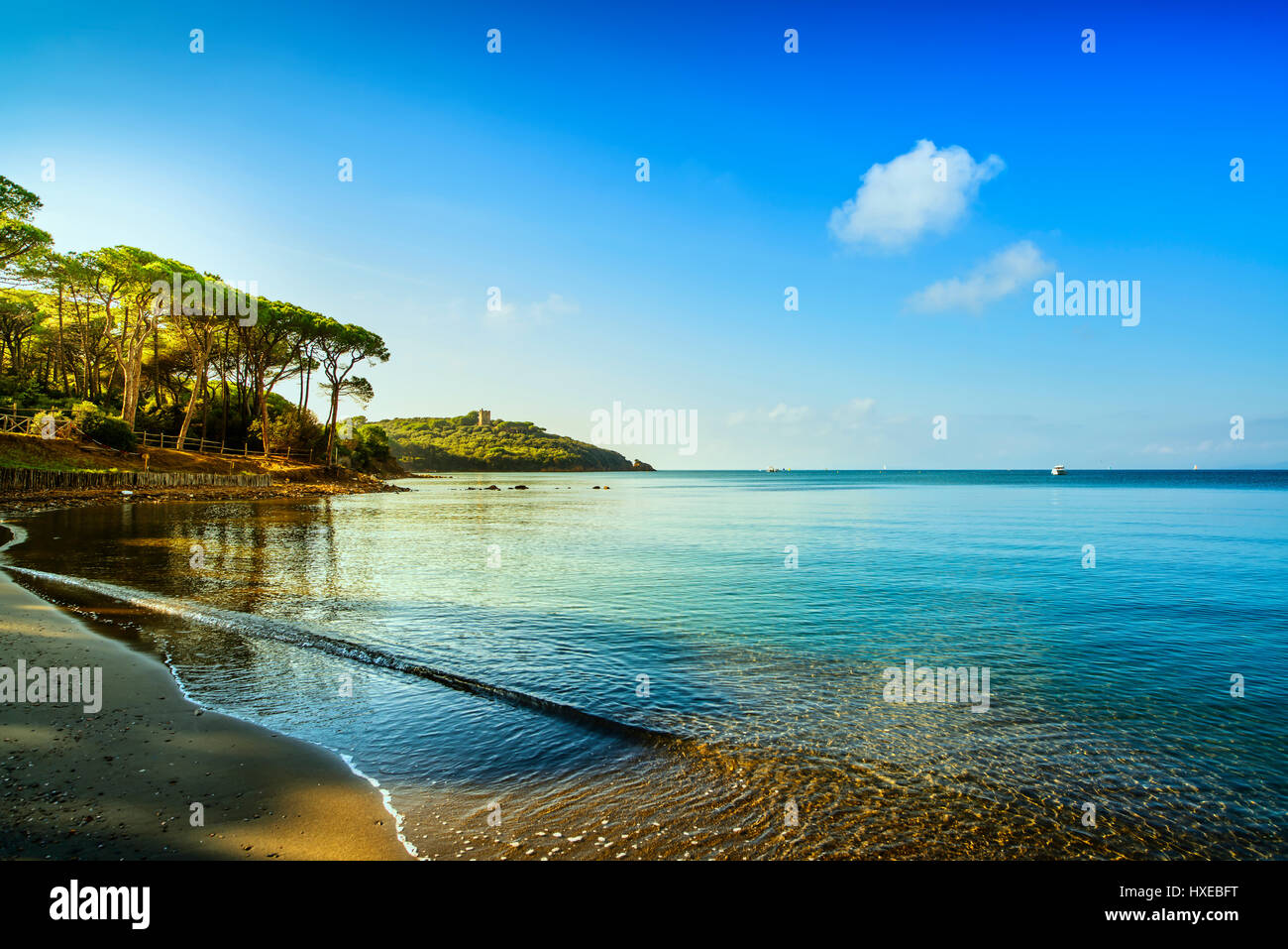 Punta Ala, groupe d'arbres de pins, plage et mer bay. Toscane, Italie Europe Banque D'Images