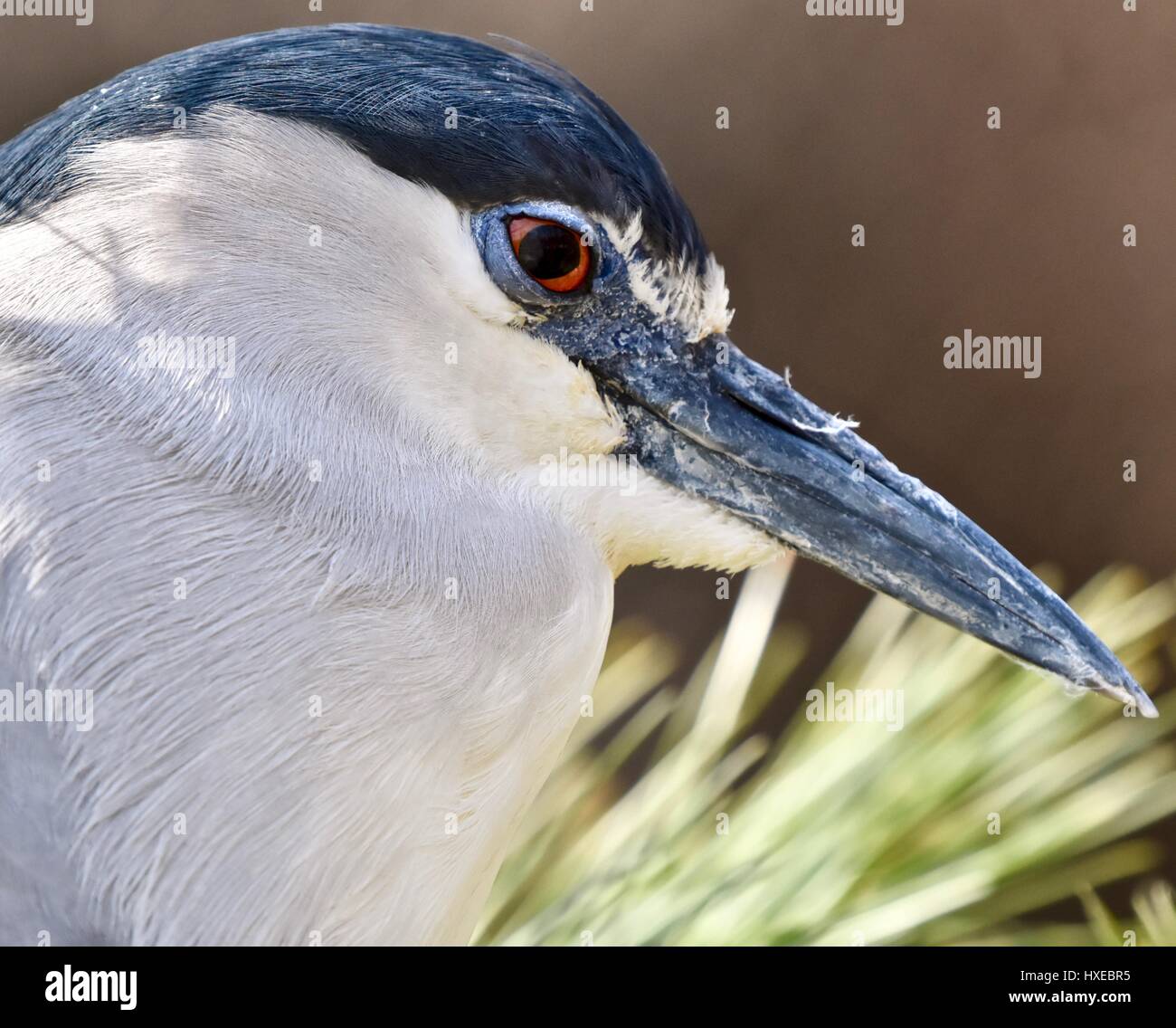 Black-Crowned (Nycticorax nycticorax) Banque D'Images