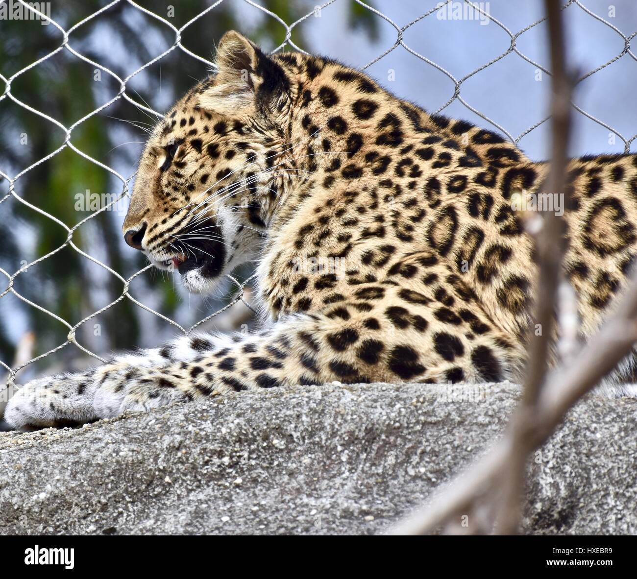 Leopard (Panthera pardus) Banque D'Images