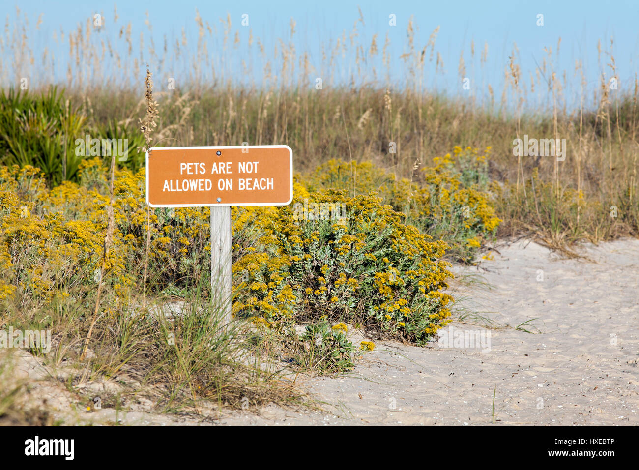 Les animaux ne sont pas admis sur la plage, l'habitat côtier naturel. Banque D'Images