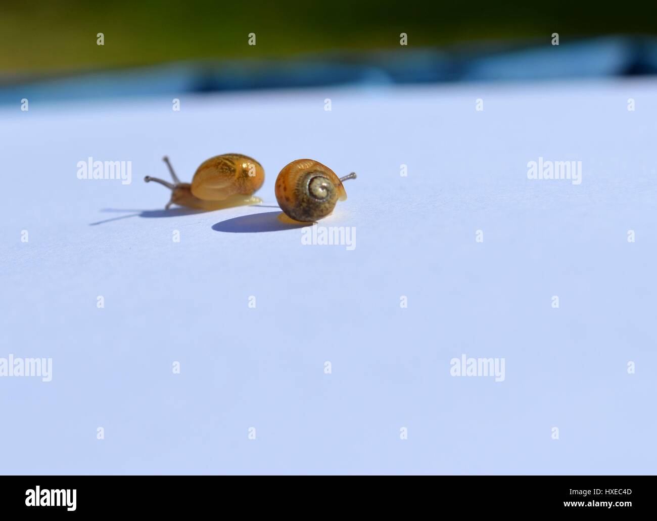 Bebe Escargot Banque De Photographies Et D Images A Haute Resolution Alamy
