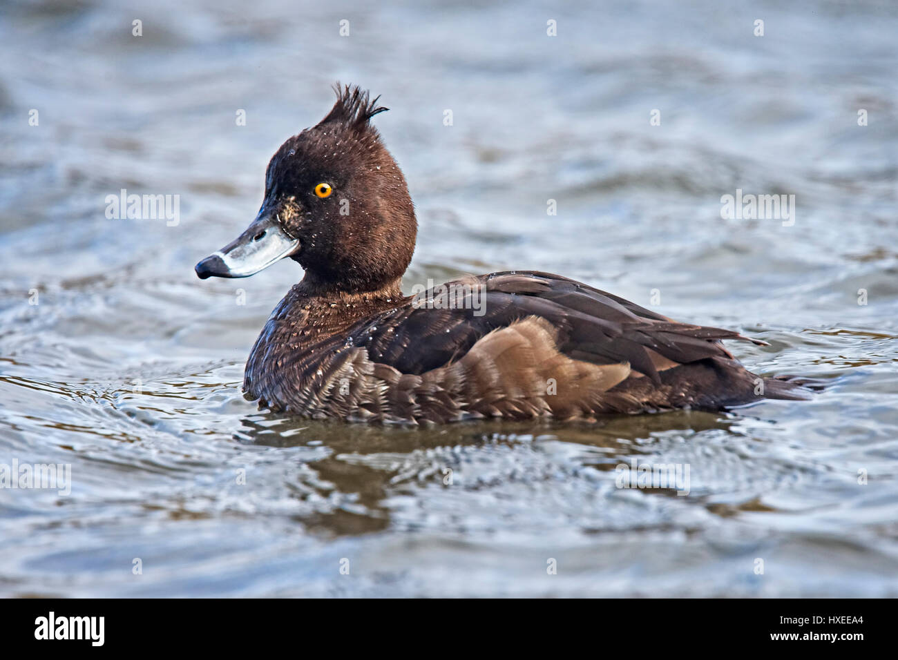 Fuligule morillon (Aythya fuligula), femme, Helston, Cornwall, England, UK. Banque D'Images